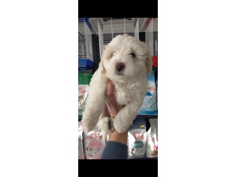Erkek terrier yavruları