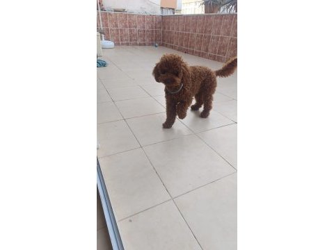 Safkan toy poodle 28cm