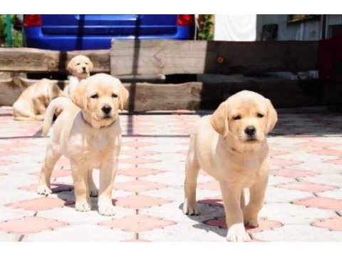 Labrador retriever yavruları muhteşem formda