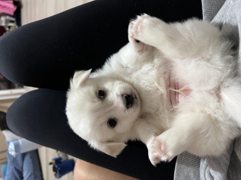 Yavru rus terrier