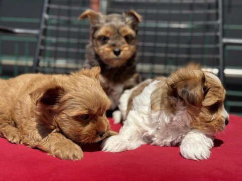 Petmode  köpek çiftliğinde ziyarete açık morkie