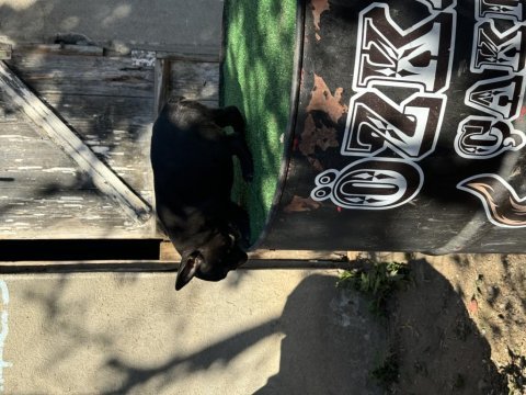 Mükemmel anatomi ırk sağlık garantili french bulldog