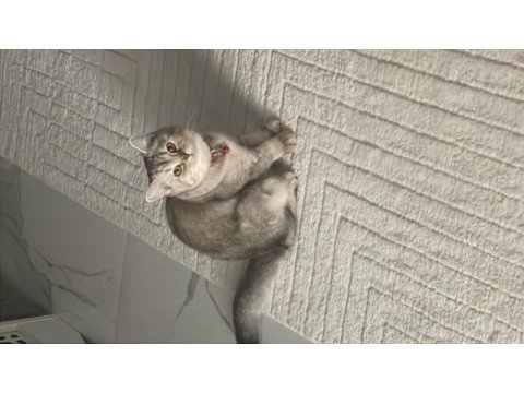 Minik leydi sevgi arsızı kedimiz