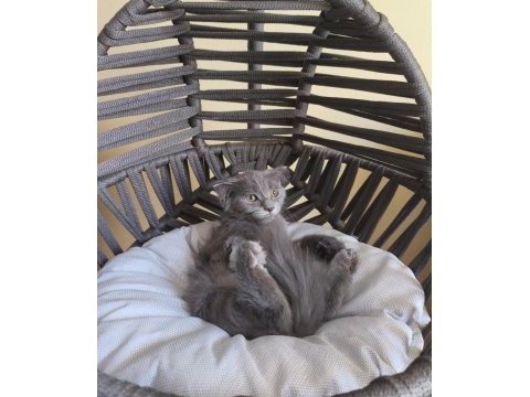 Dişi scottish fold bebeğimiz