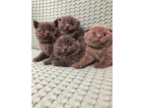 2.5 aylık scottish fold