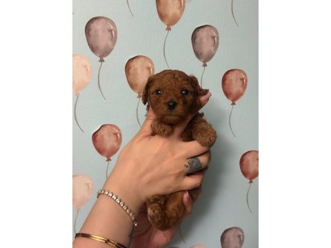 Toy poodle yavruları erkek