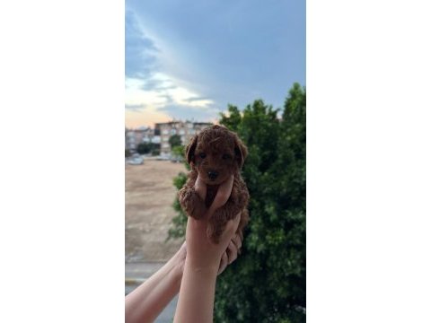 Ankara nın en güzel toy poodle yavruları
