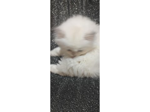 Longhair chinchilla erkek ve dişi kedilerimiz