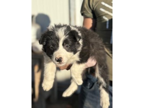 Üreticiden border collie yavruları