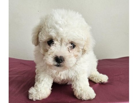 Mini boy maltese minikler