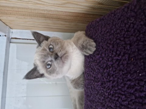 Uygun yavru 4 aylık erkek british shorthair oyuncu