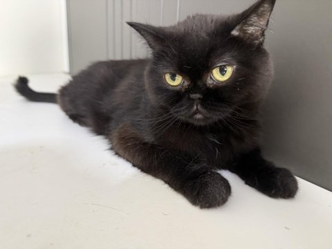 British shorthair kedisi