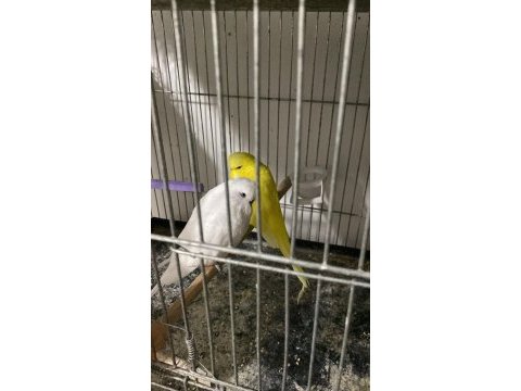 Sahibinden hazır takım show jumbo muhabbet kuşu