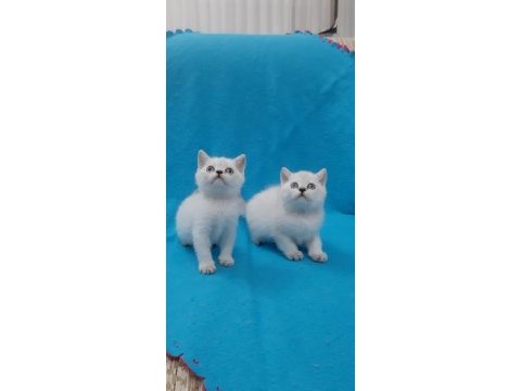 Blue point british shorthair şekerler