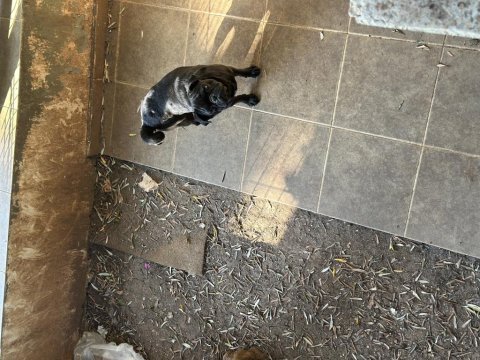 Safkan pug köpekler