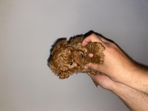 A class toy poodle bebekler