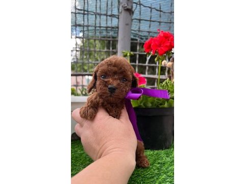 Teacup kore poodle yavruları