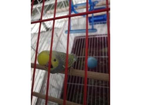 Erkek rainbow muhabbet kuşu yavru