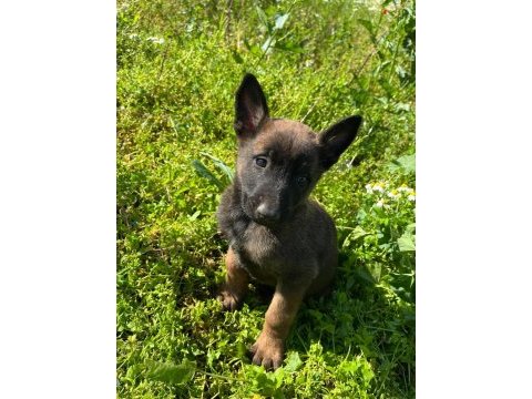 Safkan malinois yavrular