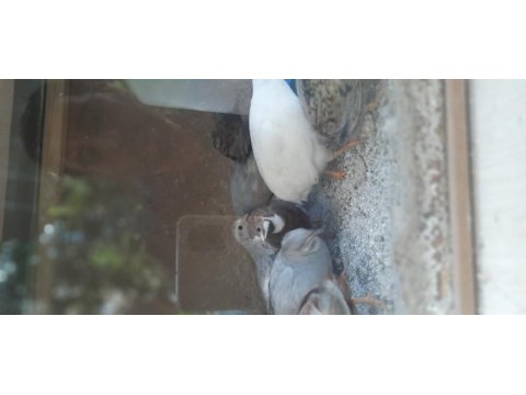 Çin bıldırcını kuluçkalık yumurta