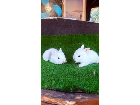 Safkan hollanda lop ve cüce tavşan yavrular