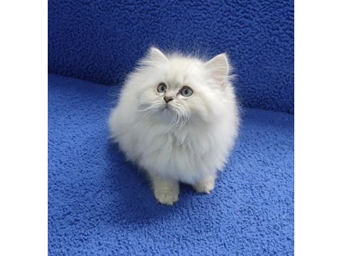 İstanbul içi 7/24 adrese teslim longhair british ponçik 