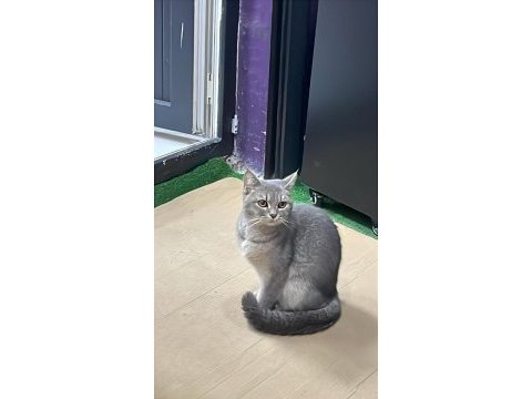 Sokakta yaşamaya çalışan cins kedimiz