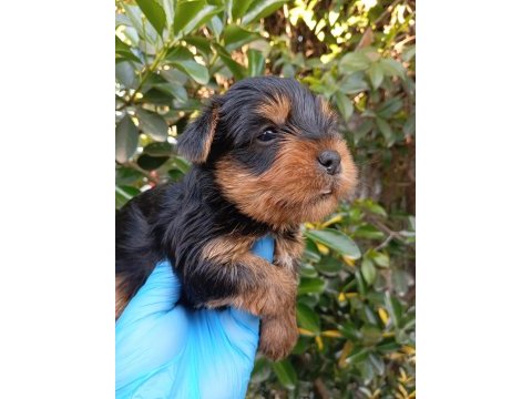 Sıfır no yorkshire terrier safkan bebeklerimiz