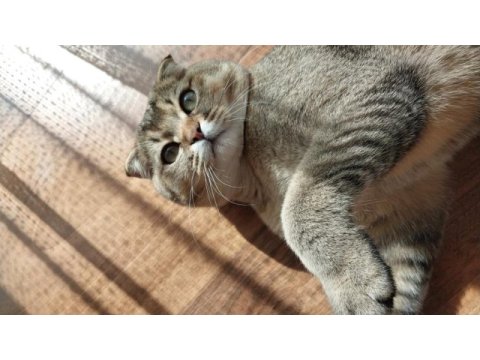 Scottish fold kedisi acil satılık