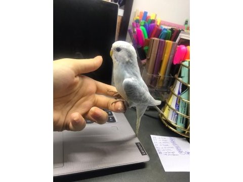 Yavru muhabbet kuşlarımız