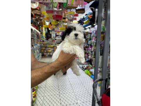 Orijinal maltese terrier bebeklerimiz