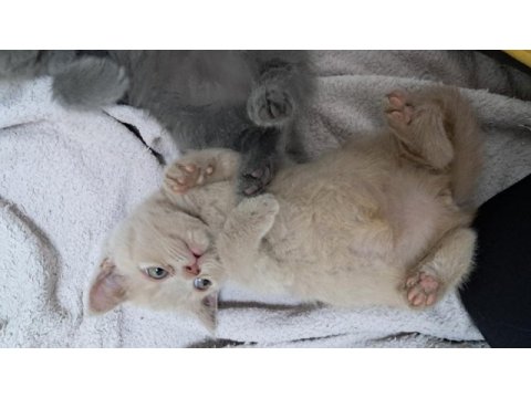 Sarı british shorthair yavrumuz