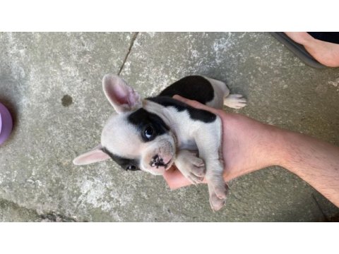 2 aylık french bulldog