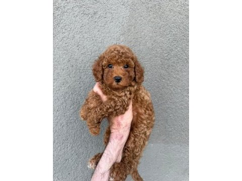 Toy poodle yavru