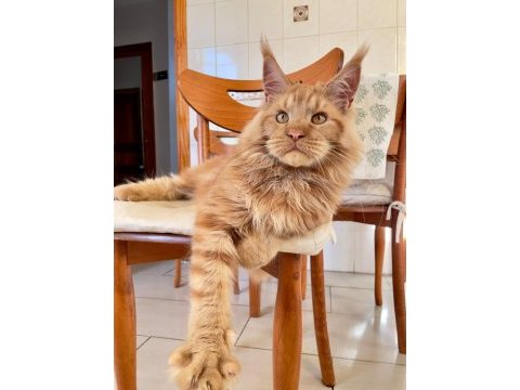 Show class xl mainecoon red erkek