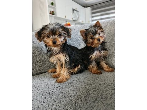 Dişi yorkshire terrier yavruları
