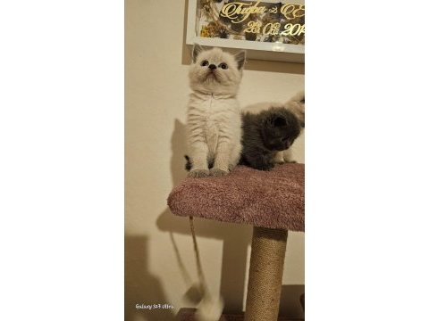 Dişi ve erkek british shorthair