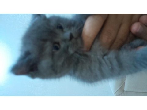 Sütten kesilmiş british shorthair yavru kedimiz