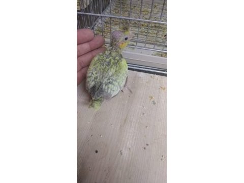 El besleme sultan papağanı bebeler
