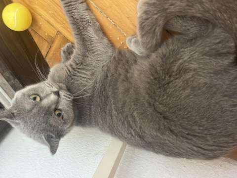 British shorthair kızımızı ücretsiz sahiplendiriyoruz