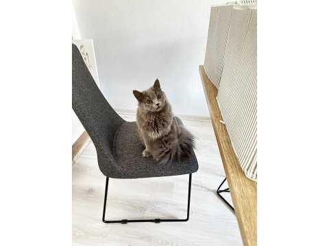 8 aylık british longhair yavru