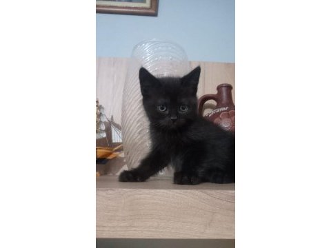 2 tane tatlış british longhair
