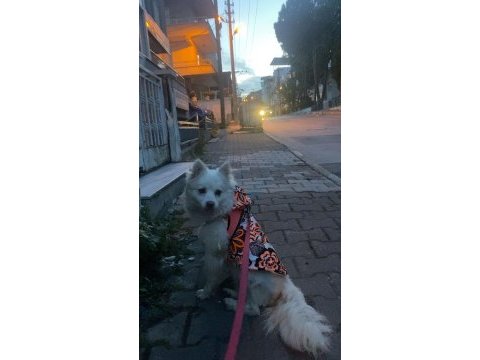 Köpeğimizi sahiplendirmek istiyoruz
