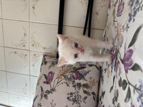 Erkek british shorthair çok tatlı yavru
