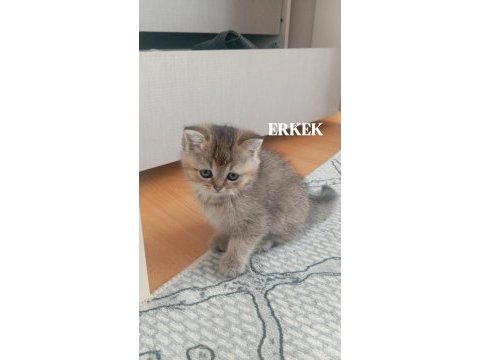 British shorthair kediler