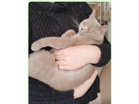 Sahibinden ücretsiz british shorthair