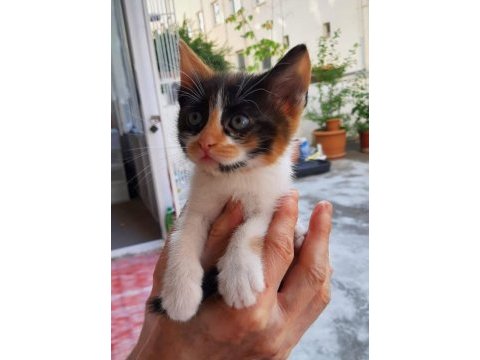 2 aylık güzel kız kedimiz yuva arıyor