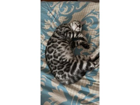 Üst kalite bengal kediler