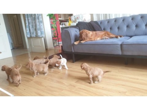 Çok ama çok uygun bayram şekeri cocker köpekler