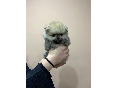 Petmode köpek çiftliğinden tea cup pomeranian yavrular